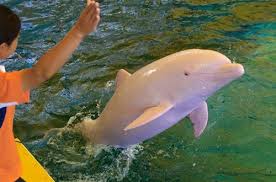 Стеснительный дельфин – звезда музея китов